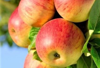 Honeycrisp Apple