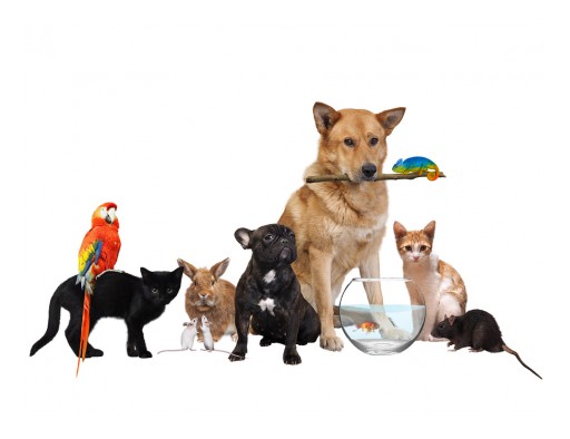 Friends for Your Furry Companions, Because Pets Get Lonely Too