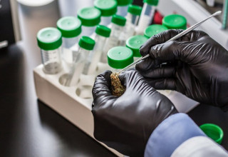 CBD Life Sciences Inc., Wednesday, March 17, 2021, Press release picture