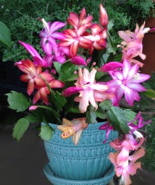 Trio of Christmas Cactus