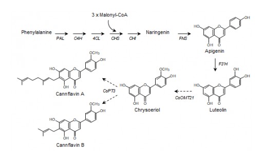 Anahit Partners With U of G Researchers to Discover Innovative Pain Relief Potential of Cannabis for Commercialization