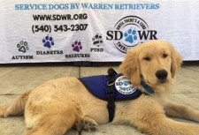 Puppy in Training Trevor