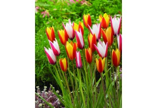 Tulip clusiana Mix from www.burpee.com