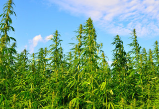 CBD Life Sciences Inc., Monday, August 30, 2021, Press release picture