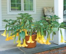 Brugmansia 'Angel's Summer Dream'