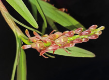 Rasmussen Star Orchid (Epidendrum rasmussenii)