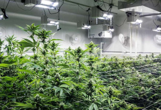 CBD Life Sciences Inc., Wednesday, March 31, 2021, Press release picture