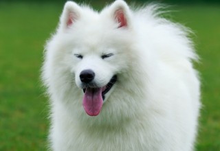 Kabeara Kennels, Kabeara Kennels Lockport, Kabeara Kennels Illinois