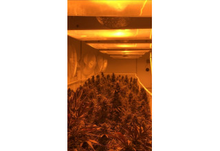 CBD Life Sciences Inc., Wednesday, January 20, 2021, Press release picture