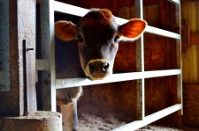 Calf at TMK Creamery in Oregon's Mt. Hood Territory