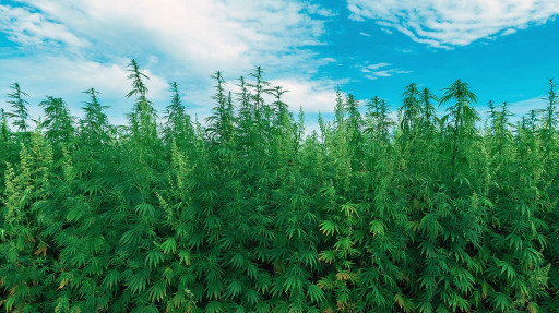 CBD Life Sciences Inc. (CBDL) CEO Lisa Nelson Interviews With The Morning Show