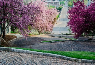 Ripley's Believe It or Not! Odd Spot: Snake Alley