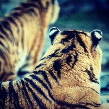 Grants in the Sciences and Arts of Light and Life Available
