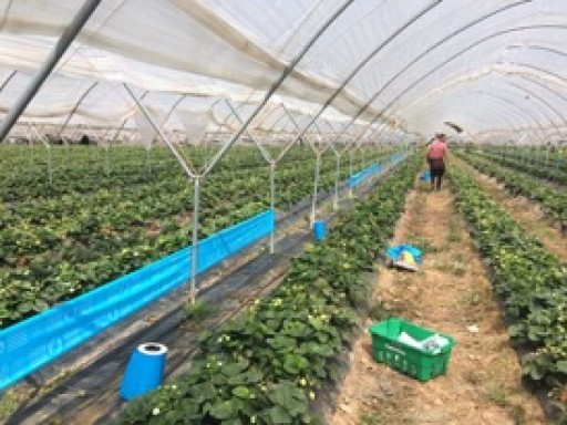 Russell IPM Is Launching Optiroll Super Plus in USA