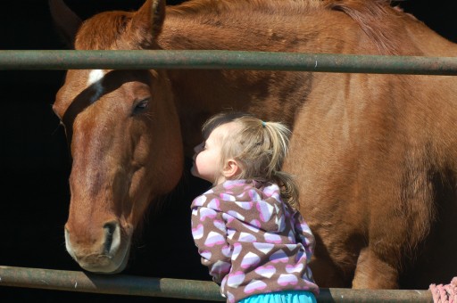 Wisconsin Equine Therapy Center Turning Disabilities Into Abilities