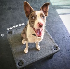 Indoor Home Dog Training Space
