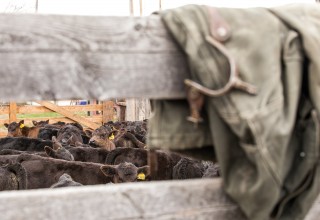 Building Up Ranchers