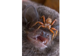 Bat & Spider 