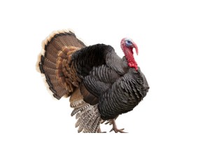 Top 10 Jungle Wishes You A Very Happy Thanksgiving!