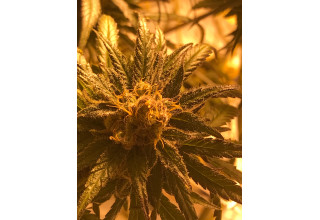 CBD Life Sciences Inc., Wednesday, January 20, 2021, Press release picture