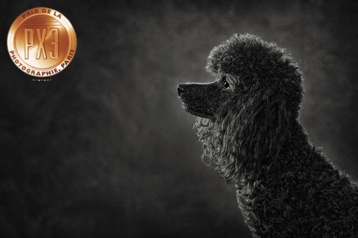 Abby Ziemer Malone of United States Was Awarded Third Prize in the Px3 2017 Competition.