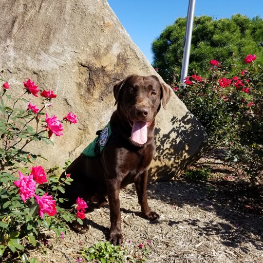 4-Year-Old Boy Receives Diabetic Alert Service Dog in Brentwood, Maryland