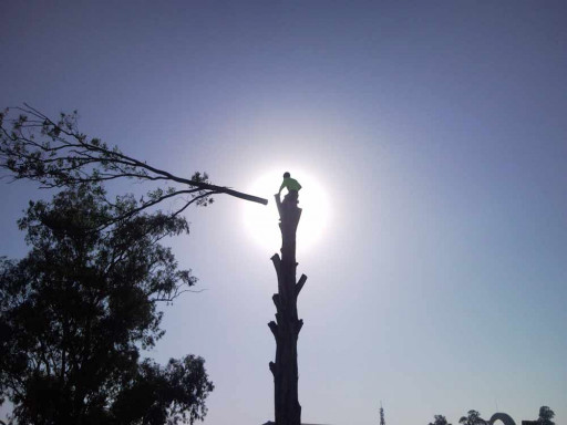 AlabamaPlants is Now Part of GoTreeQuotes