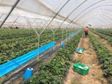 Optiroll 2017 field trials