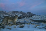 snow leopard in Tost