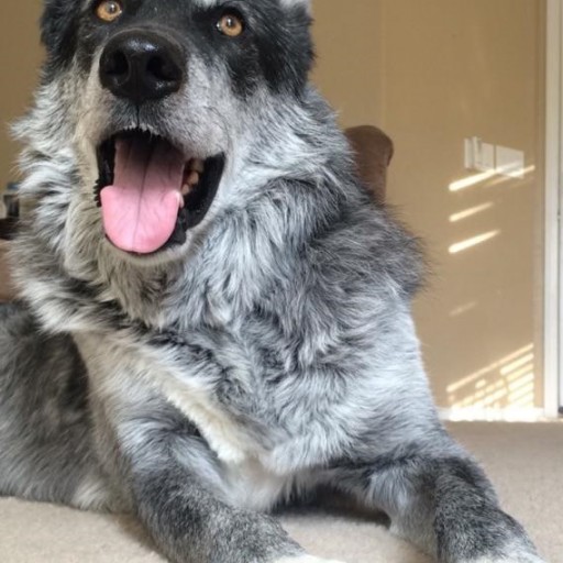 Your Pet Will Agree That Every Meal Should Be a Feast
