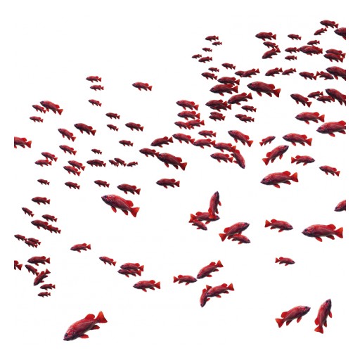 AlgaeBarn Announces the First-Ever Commercial Marine Feeder Fish