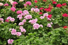 Geranium, Pelargonium
