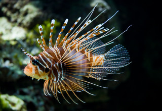 Photo Credit: Christian Mehlfuhrer