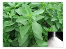 Steviol Glycoside