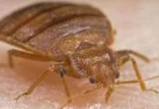 Bed Bugs