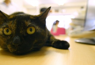 Cats in a Tokyo Office