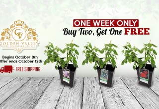 Golden Valley Roses - National Rose Festival Sale Week