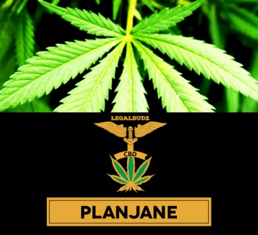 LegalBudz Announces New York Launch of CBD a THC Substitute That's Legal in All 50 States