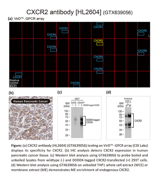 GeneTex Augments Its GPCR Reagent Portfolio With a Highly Specific CXCR2 Recombinant Monoclonal Antibody