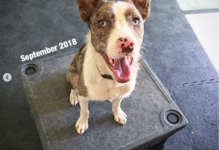 Indoor Home Dog Training Space