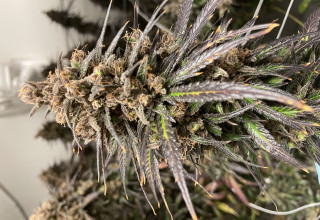 CBD Life Sciences Inc., Tuesday, December 29, 2020, Press release picture