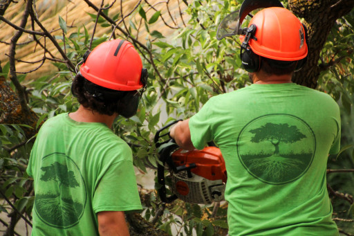 Croft Tree Experts Wins 2026 Consumer Choice Award for Excellence in Tree Services in Ottawa