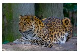 Amur Leopard 