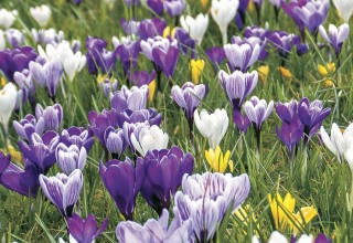 Crocus Delft Blue Blend from www.WaysideGardens.com